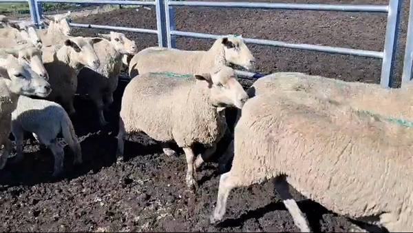 Lote OVEJAS PREÑADAS
