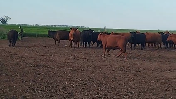 Lote 48 Vacas faena en Del Campillo, Córdoba