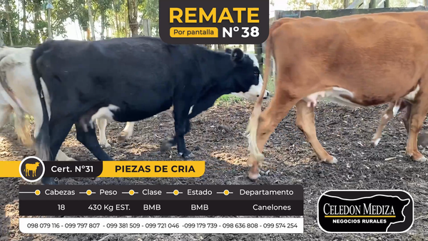 Lote 18 Piezas de cría en Canelones