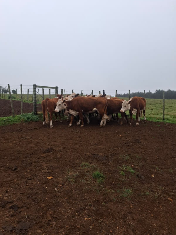 Lote Javier Lapitz