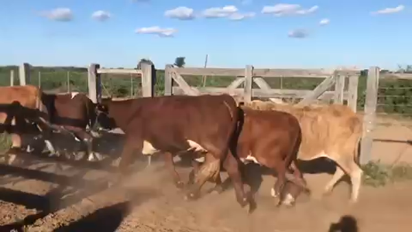 Lote 240 Vacas nuevas en Las Lomitas, Formosa
