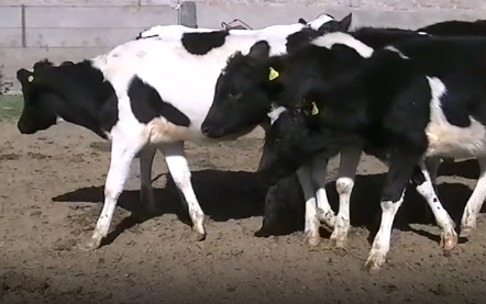 Lote 15 Terneras en Esperanza, Santa Fe