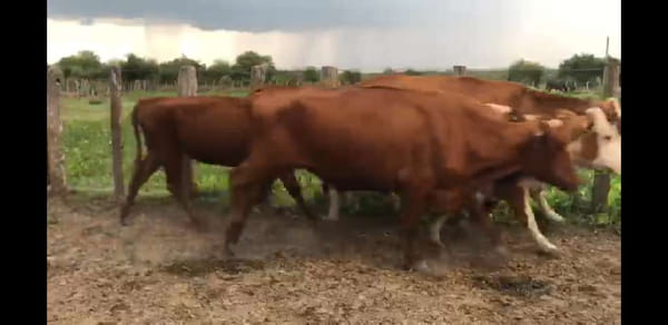 Lote 74 Vacas de invernar en Villaguay, Entre Ríos