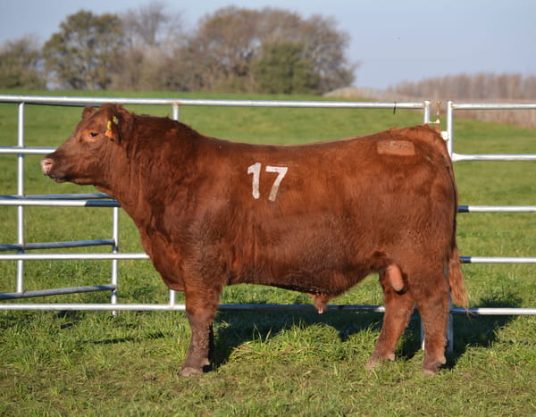 Lote TOROS PEDIGREE H447 H517