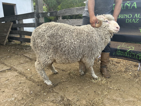 Lote Borrego 2D (MO: Si)