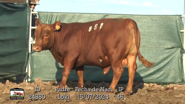 Lote 3 Toros, Durazno