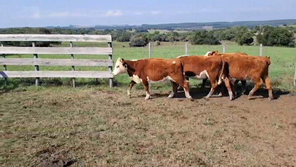 Lote VAQUILLONAS 1 A 2 AÑOS