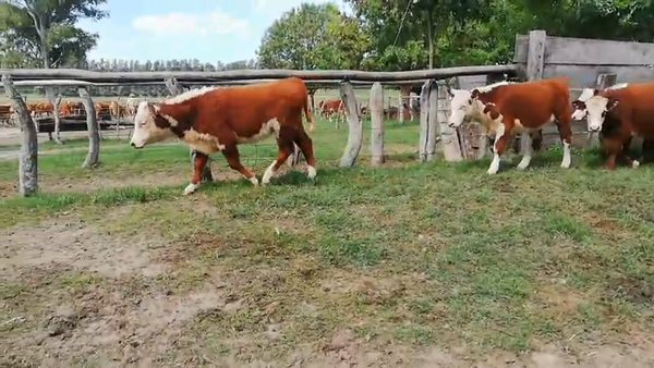 Lote 110 Terneros/as en Concordia, Entre Ríos