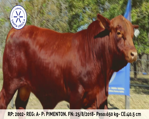 Lote URSULA 2002 PIMENTON