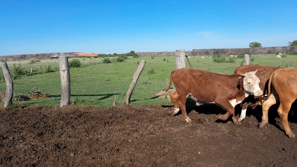 Lote 60 Novillitos en Corrientes, Curuzú-Cuatiá