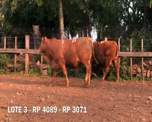 Lote Toros RP 3071 4089