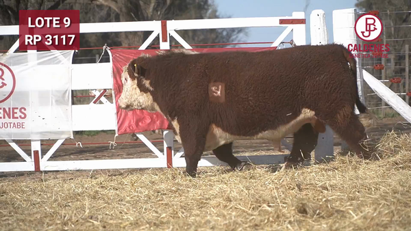 Lote Toro s/