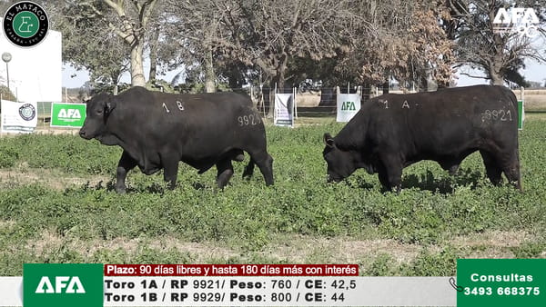 Lote """EL MATACO"" Toros"