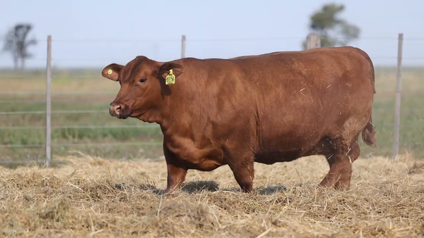 Lote Vaquillonas Brangus PREMIUN - Preñadas - Cabaña Los Guasunchos