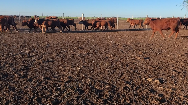 Lote 25 Terneros Angus negro y colorado, mestizo en San Francisco, Córdoba