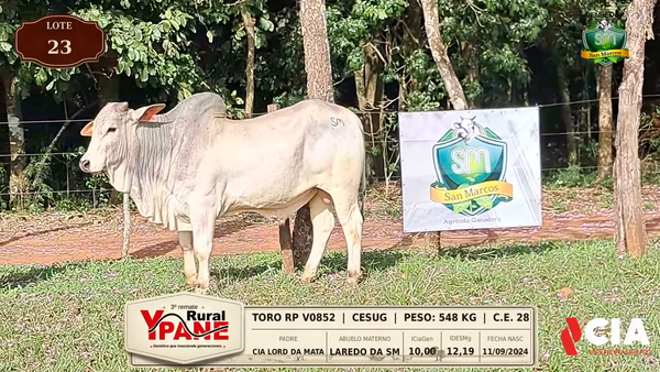 Lote Lote 23