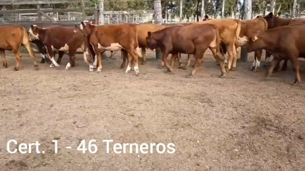 Lote TERNEROS
