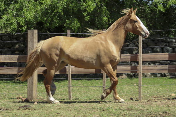 Lote AGUAS CLARAS NOCHE OSCURA