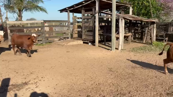 Lote 90 Novillitos en Chaco, Gral. San Martín
