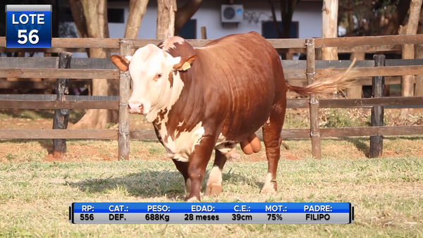 Lote TOROS BRAFORD  -LOTE 56
