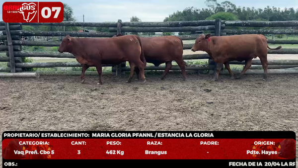 Lote LOTE 7 - EN VIVO