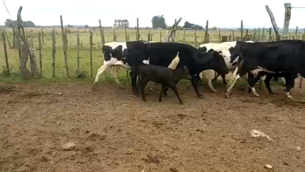 Lote Piezas de Cría