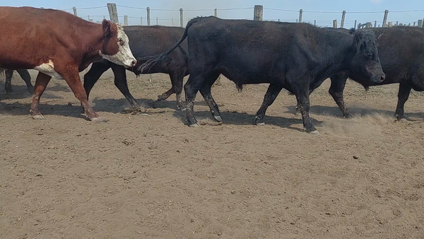 Lote 40 Novillos en Suipacha, Buenos Aires