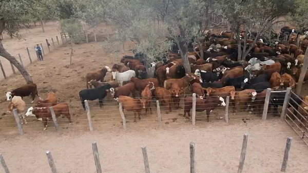 Lote 200  Novillitos en Salta, Salta