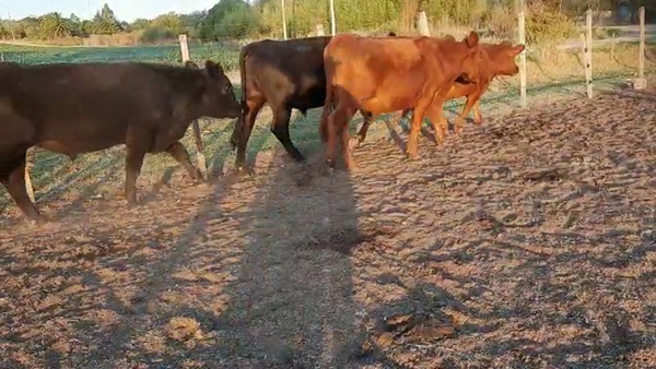 Lote Novillos 1 a 2 Años