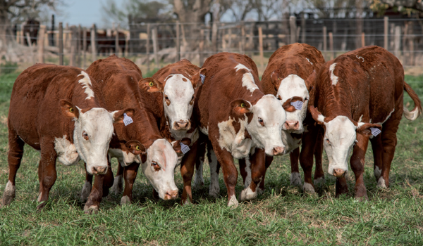 Lote Terneras Braford -  Los Charabones