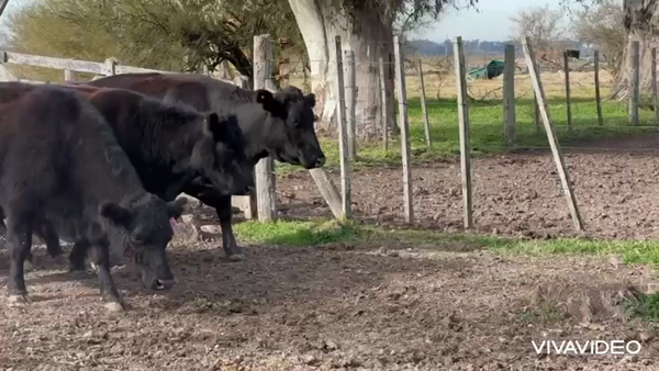Lote 40 Vacas C/ gtia de preñez