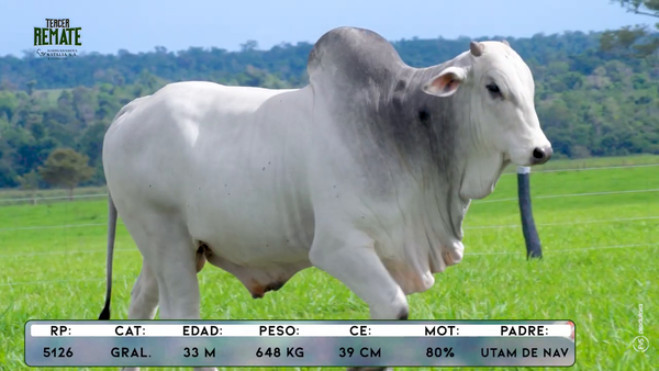 Lote Toros, Concepción