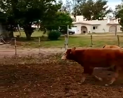 Lote 76 Terneros/as en Leones, Córdoba