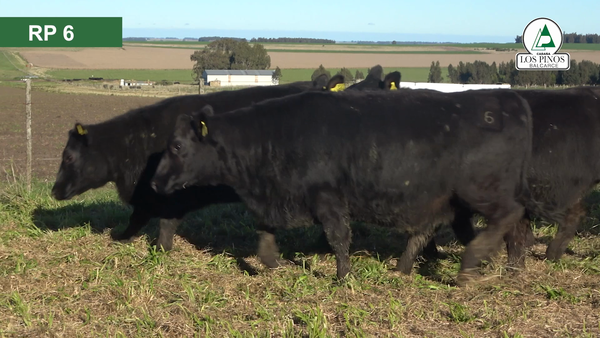 Lote 10 Vaquillonas preñadas ANGUS en Balcarce