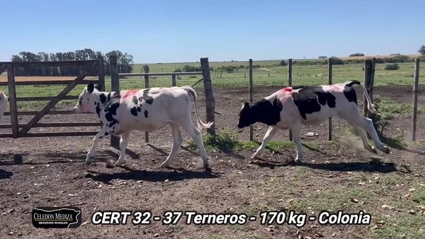Lote 37 Terneros en El Semillero, Colonia