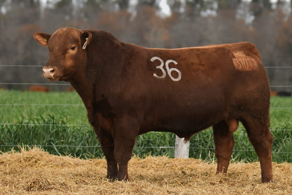 Lote TORO ANGUS PC