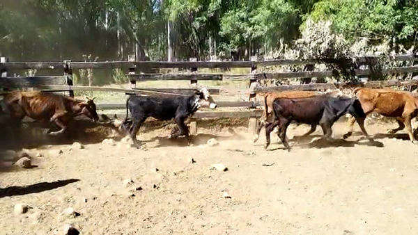 Lote 58 Novillos 1 a 2 años en Rivera