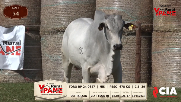 Lote Lote 54
