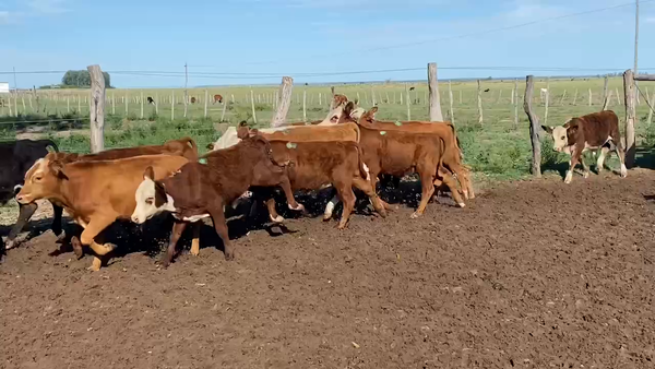 Lote 80 Terneros en Esquina, Corrientes