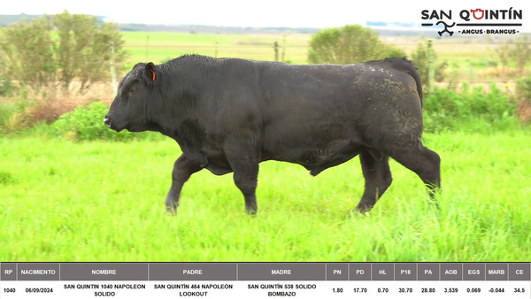 Lote ABERDEEN ANGUS PI