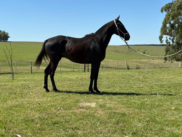 Lote LC KIKO 492- DOMADO
