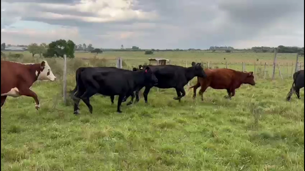 Lote VIENTRES ENTORADOS