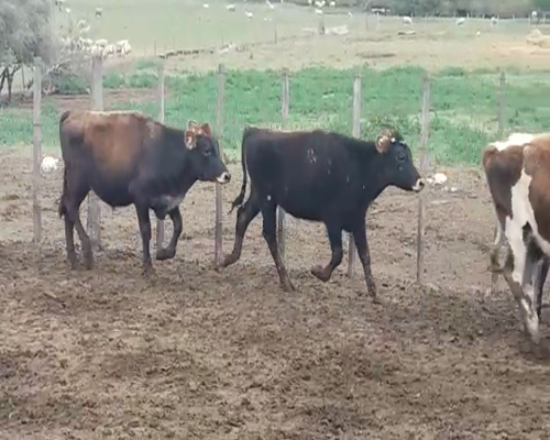 Lote 14 Terneros 10AA/ HO - 4HO 250kg -  en POLANCOS