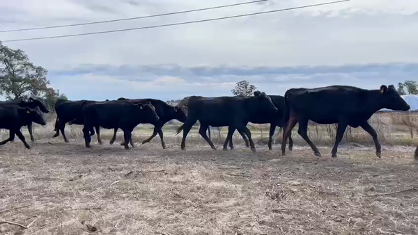 Lote VAQUILLONAS 1 a 2 AÑOS