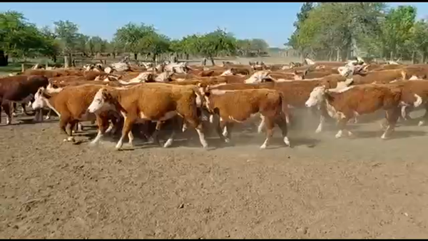 Lote 112 Terneros/as en Curuzú-Cuatiá, Corrientes