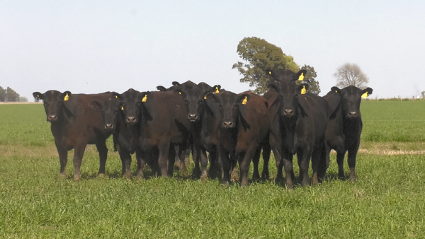 Lote VAQ. ANGUS NEGRO PC C/GTÍA DE PREÑEZ PARICION OTOÑO