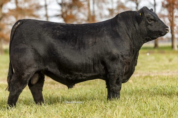 Lote Toro Puro de Pedigree Negro