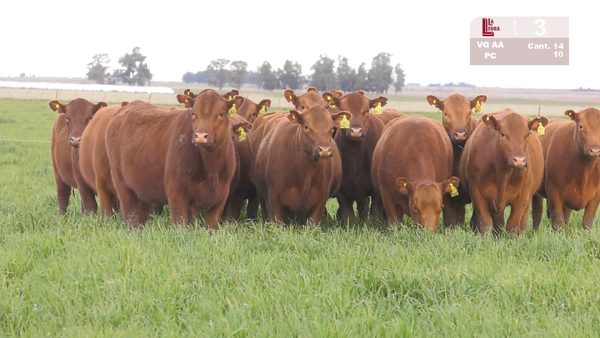 Lote VAQUILLONAS ANGUS COLORADAS PURAS CONTROLADAS C/GTÍA DE PREÑEZ