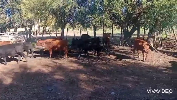 Lote 70 Terneros/as en San Vicente, Buenos Aires