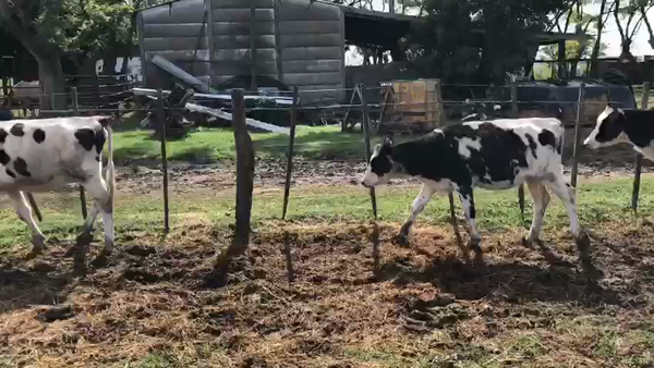 Lote Terneras - El solaz